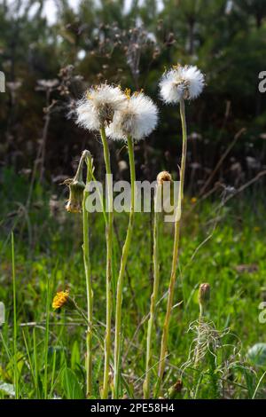 Löwenzahn Mutter und Stiefmutter, Kaltfuß, Tussilago Farfara, Blumen im Frühlingswald. Stockfoto