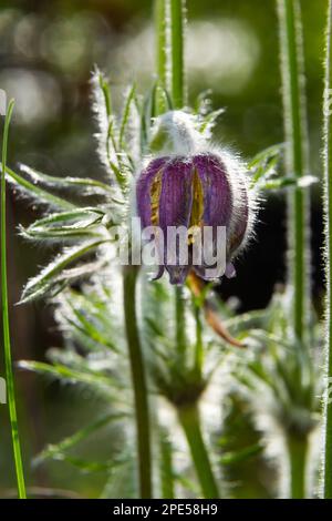 Pulsatilla patens. Pulsatilla osterblume auf der Wiese. Blühende Pulsatilla pratensis. Flauschiges lila Frühlingsblumen Traumgras. Primrose während der Stockfoto