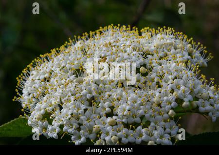 Im Frühling in den wilden Blüten von Viburnum, Viburnum lantana. Stockfoto