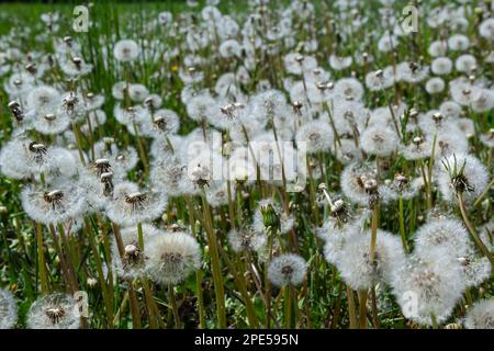 Gewöhnlicher Löwenzahn Taraxacum officinale verblasste Blumen sehen aus wie Schneeball, reife Cypselenfrüchte. Stockfoto