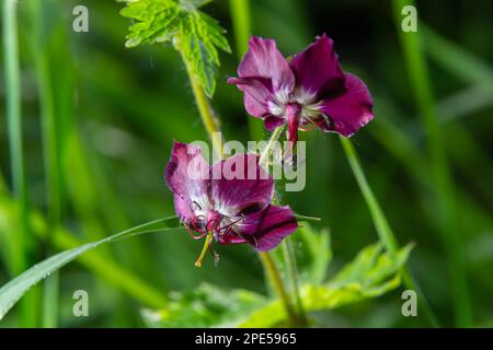 Lila und rote Blüten von Geranium phaeum Samobor im Frühlingsgarten. Stockfoto