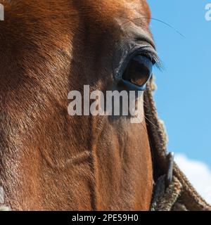 Kopf eines braunen Pferdes aus der Nähe. Auf dem Land. Sommer. Stockfoto