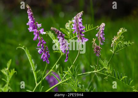 Zerbrechliche lila Blüten im Hintergrund. Wollwoll- oder Futterwuchs, Vicia Villos, blühen im Frühlingsgarten. Stockfoto