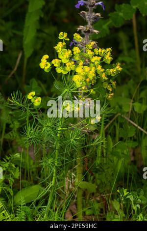 Frühlings-Euphorie Zyparisien, Zypressen-Spurfblüten schließen selektiven Fokus. Stockfoto