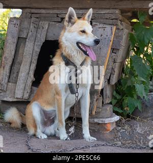 Der Hund ist mit einer Kette in der Nähe der Hundehütte gefesselt. Trauriges Landbild. Stockfoto