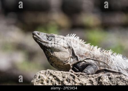 Schwarzes Iguana (Ctenosaurus similis) in Palenque, Mexiko Stockfoto