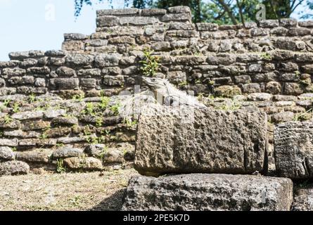 Schwarzes Iguana (Ctenosaurus similis) in Palenque, Mexiko Stockfoto