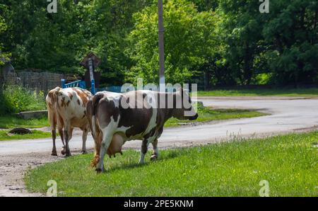 Kühe kommen an einem Sommertag auf dem Land von der Weide Stockfoto