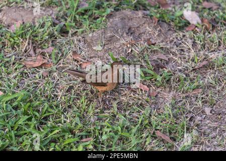 Standing Clay-colour Thrush (Turdus grayi) in Guacanayas, Mexiko Stockfoto