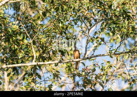 Tonfarbene Thrush (Turdus grayi), die Beeren in Palenque, Mexiko, fressen Stockfoto