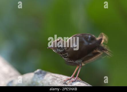 Preening Wood Thrush (Hylocichla mustelina) auf einem Zaun in Las Guacamayas, Chiapas State, Mexiko Stockfoto