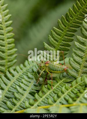 Steropleurus pseudolus Saddle Buschkricket großer Heuschrecken ohne Flügel grün. Endemisch. Tageslicht Stockfoto