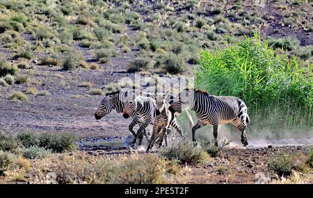 Cape Mountain Zebra kämpft um Dominanz im Karoo-Nationalpark, Beaufort West, Südafrika. Stockfoto