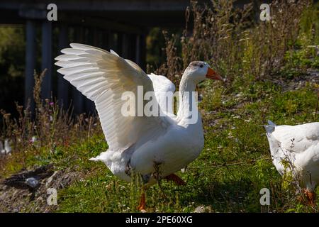 Hausgänse schwimmen im Wasser. Eine Schar schöner weißer Gänse im Fluss. Stockfoto