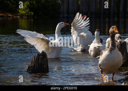 Hausgänse schwimmen im Wasser. Eine Schar schöner weißer Gänse im Fluss. Stockfoto