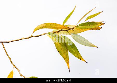 Zweig mit gelben und orangefarbenen Herbstblättern isoliert auf weißem Hintergrund. Stockfoto