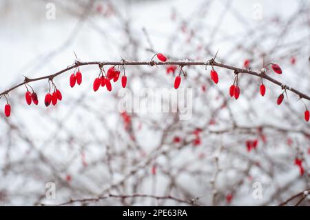 Zweige der gewöhnlichen Barbeere (Berberis vulgaris) im Winter mit roten reifen Beeren. Stockfoto