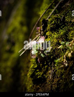 Eine Nahaufnahme einer Felsformation, bedeckt mit grünem Moos und Blumen Stockfoto