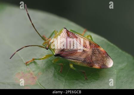 Uberwinterung des Birkenschildkäfers (Elasmostethus interstinctus) auf Efeu. Tipperary, Irland Stockfoto