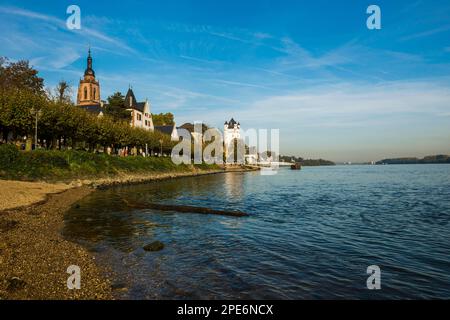 Uferpromenade am Rhein, befestigter Verteidigungsturm des Wahlschlosses, Pfarrkirche St. Peter und Paul, Eltville, Rheingau, Hessen Stockfoto