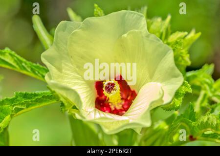 Okra (Abelmoschus esculentus) oder Okro, in vielen englischsprachigen Ländern als Damenfinger oder Ochro bekannt, ist eine blühende Pflanze in der Mallow-Familie Stockfoto