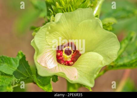 Okra (Abelmoschus esculentus) oder Okro, in vielen englischsprachigen Ländern als Damenfinger oder Ochro bekannt, ist eine blühende Pflanze in der Mallow-Familie Stockfoto