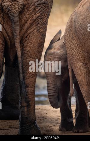 Elefantenherde mit einem Baby-Elefanten zwischen den Beinen ihrer Mutter. Süße Aufnahme eines Kalbs im Tsavo-Nationalpark, Kenia, Ostafrika Stockfoto