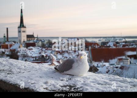 Blick auf die Altstadt und das Rathaus auf den Dächern von Häusern im Zentrum von Tallinn Estland mit einer Möwe Stockfoto