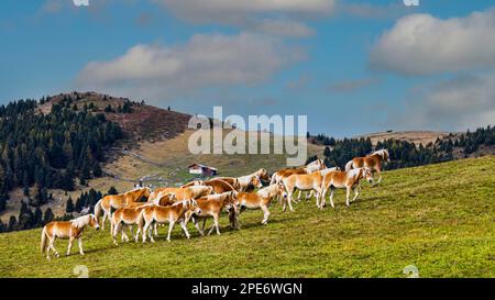 Haflinger-Pferde (Equus ferus caballus) auf der Weide, Alpe di Siusi, Val Gardena, Dolomiten, Südtirol, Italien Stockfoto