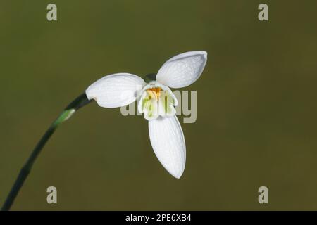 Blüten, Stäbchen und Pistil von gewöhnlichem Schneetropfen (Galanthus nivalis). Verblasster grüner Rasen im Hintergrund. Bulbuse, mehrjährige, krautige Pflanzen Stockfoto