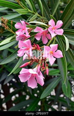 Rosa Oleander-Blüten (Nerium Oleander) im Garten Stockfoto