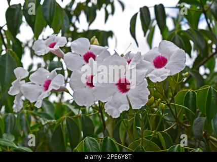 Blüten von Schönheit oder Blüten von Weinreben (Pandorea jasminoides) im Garten Stockfoto