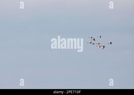 Greylag Goose (Anser anser), kleine Herde im Flug, Ottenby, Oeland, Provinz Kalmar, Schweden Stockfoto