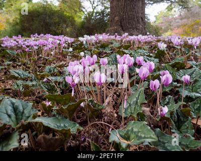 Wilde Cyclamen (Persicum) in voller Blüte Stockfoto