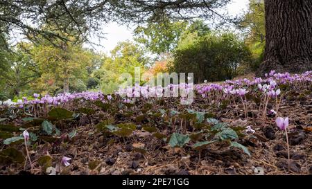 Wilde Cyclamen (Persicum) in voller Blüte Stockfoto