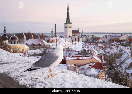 Blick auf die Altstadt und das Rathaus auf den Dächern von Häusern im Zentrum von Tallinn Estland mit einer Möwe Stockfoto