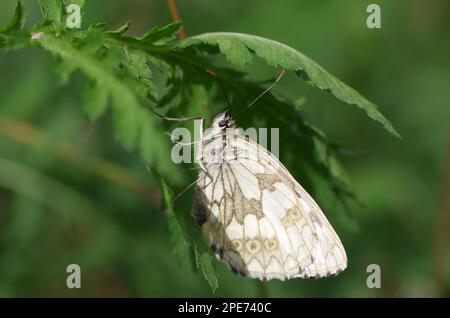 Marmorweiß (Melanargia galathea), weiblich, Schmetterling, geschlossene Flügel, Blatt, Nahaufnahme eines weiblichen Schachbretts auf einer Wiese Stockfoto