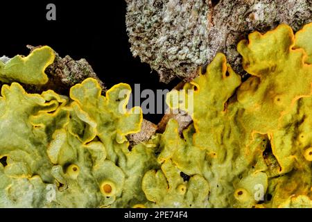 Gelbes Seelichtflechte – Xanthoria parietina – wächst auf Baumzweigrinde, abstraktes Mikroskop mit schwarzem Hintergrund, Bildbreite 9mm mm Stockfoto