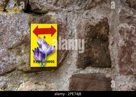 Blütenmeer in den Zavelstein Crocus Wiesen, bis zu 1, 6 Millionen lila Krokusse (Crocus neglectus) blühen jährlich im Naturschutzgebiet Stockfoto