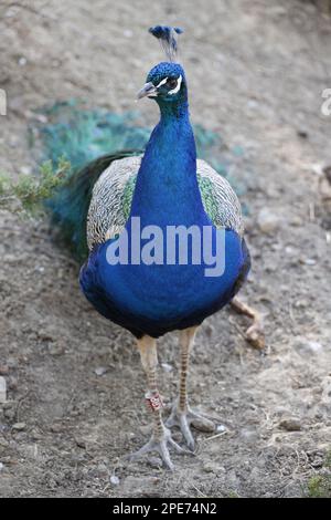 Ein Pfau, der im Herzen von Madrids ruhigem Park anmutig umherwandert Stockfoto