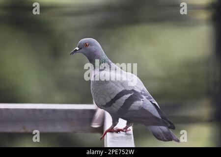 Taube steht in der Galerie einer Hausterrasse Stockfoto
