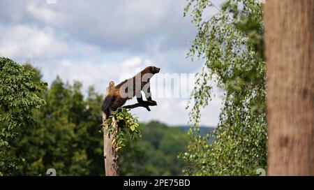 Wolverine aka wolverene - Gulo gulo - ruht auf trockenem Baum, verschwommener Wald und Himmelshintergrund Stockfoto