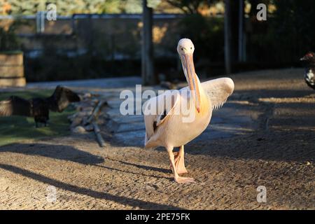 Inmitten der faszinierenden Welt der Vogelwunder steht ein bemerkenswerter Pelikan mit einer Geste der Gnade Stockfoto