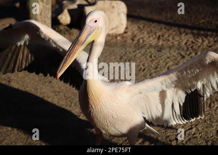 Inmitten der faszinierenden Welt der Vogelwunder steht ein bemerkenswerter Pelikan mit einer Geste der Gnade Stockfoto