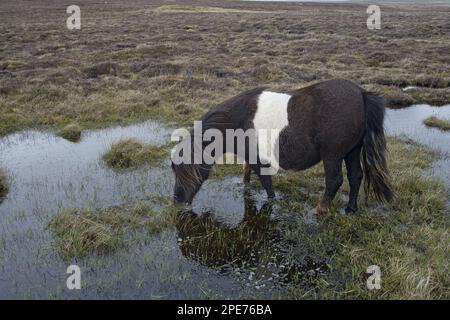 Pferd, Shetland Pony, Erwachsener, Fütterung von Gras im Moorland Moorpool, Muness, Unst, Shetland Islands, Schottland, Vereinigtes Königreich Stockfoto