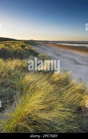 Marram Grass (Ammophila arenaria) wächst in Küstensanddünen-Habitat mit Blick auf Gun Hill, Holkham Beach, Norfolk, England, Vereinigtes Königreich Stockfoto