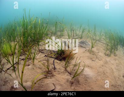 Seepferdchen (Hippocampus guttulatus), Erwachsener, im Bett-Habitat von Seegras (Zostera Marina), Studland Bay, Isle of Purbeck, Dorset, England Stockfoto