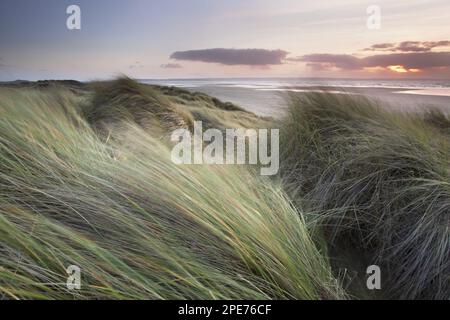 Europäisches Marramgras (Ammophila arenaria), das in Küstensanddünen-Habitat bei starkem Nordwind bei Sonnenuntergang wächst, Saunton, North Devon, England Stockfoto