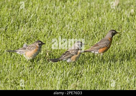 American Robin (Turdus migratorius), Erwachsene Frau mit zwei Jungen, Futtersuche auf Gartenrasen, North Dakota (U.) S.A. Stockfoto