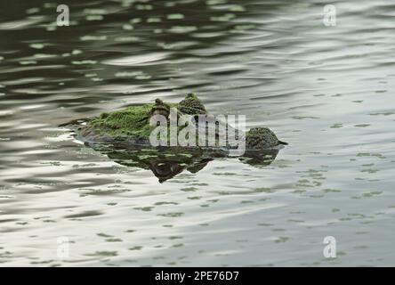 Adulte großnäsige Kaimane (Caiman latirostris), Kopf mit Algen bedeckt, an der Wasseroberfläche, Atlantischer Regenwald, Reserva Ecologica de Guapi Assu Stockfoto